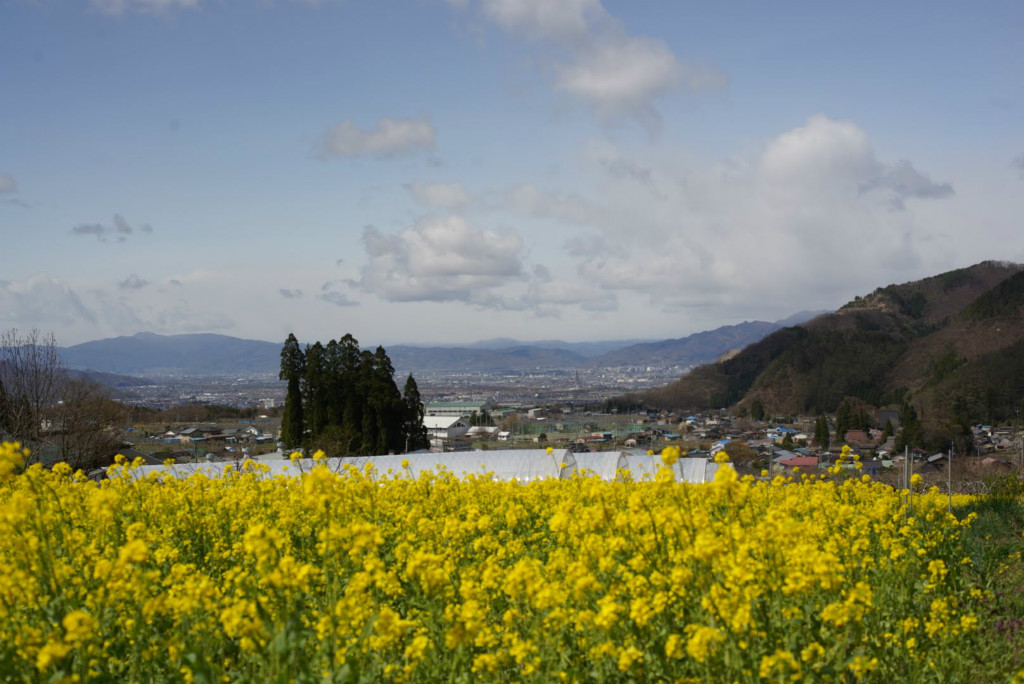 高山村春の風景