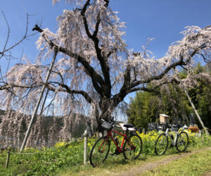 感動！「しだれ桜の里」長野県高山村の五大桜。Ebikeでお花見に行こう。