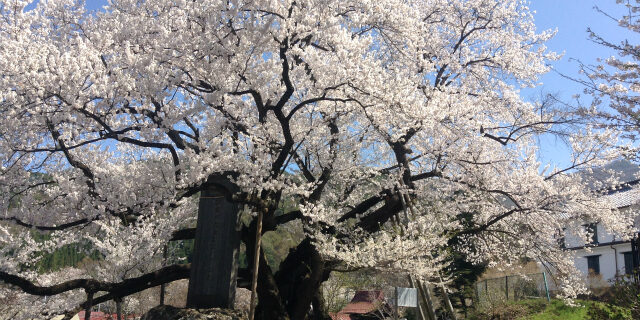 須坂市豊丘五大桜　延命地蔵のエドヒガン桜