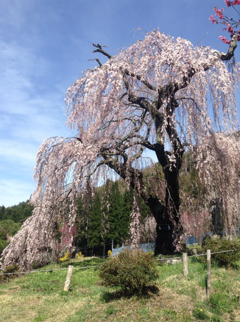 須坂市弁天さんの枝垂れ桜