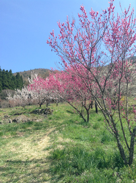 弁天さんの枝垂れ桜
