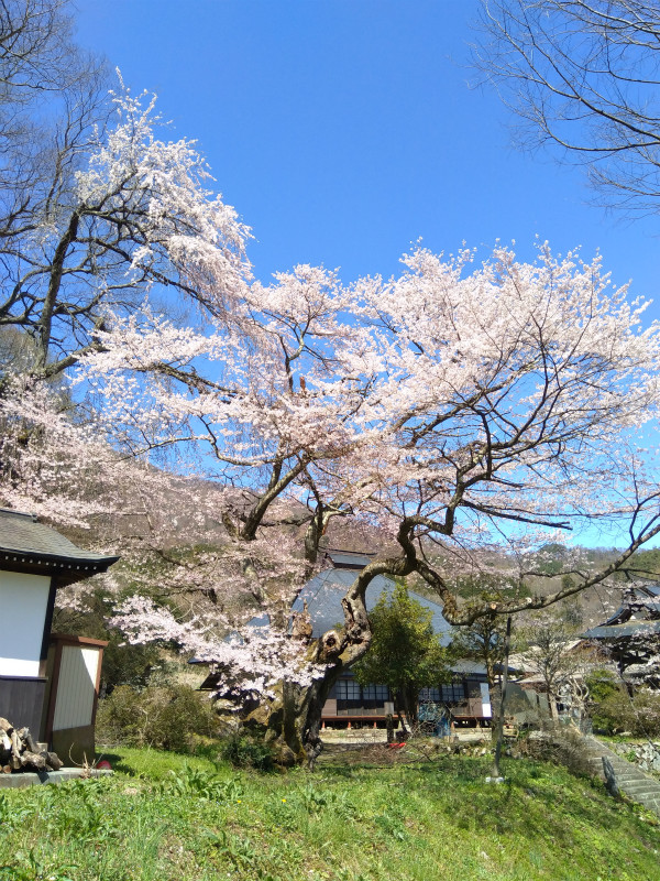須坂市仁礼、高顕寺の桜