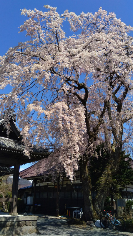 須坂市万龍寺の桜