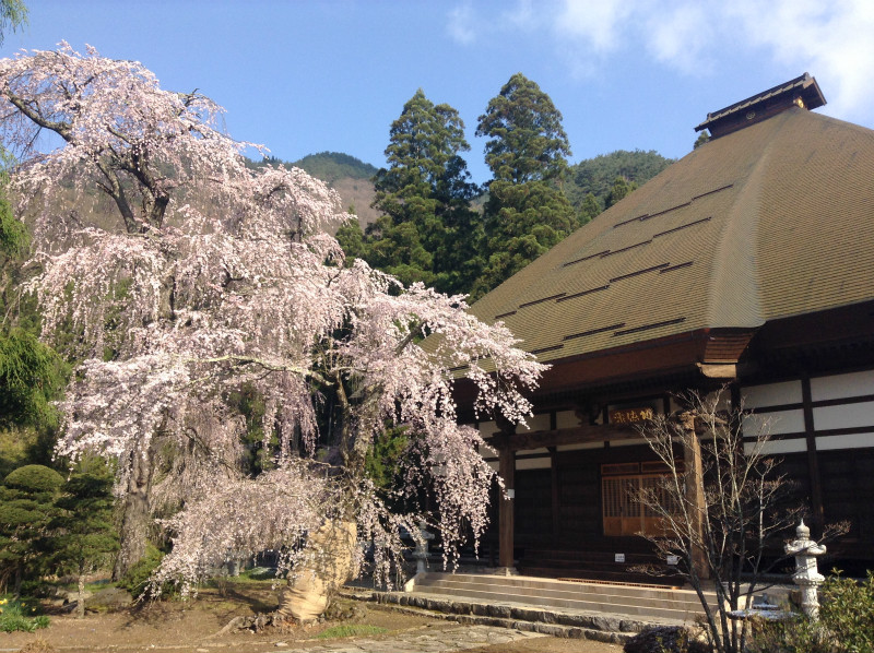 須坂長妙寺の桜