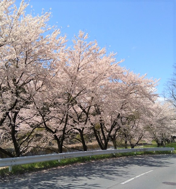 須坂市豊丘の桜