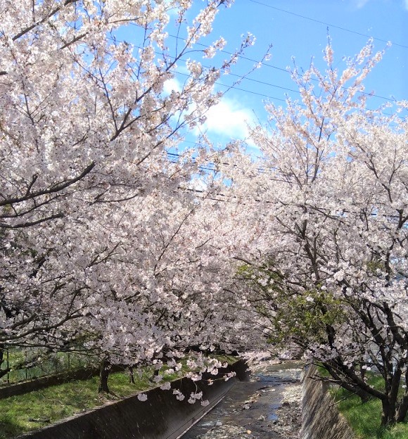 須坂市豊丘の桜