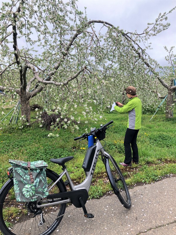 高山村ibikeツアーリンゴのお花見