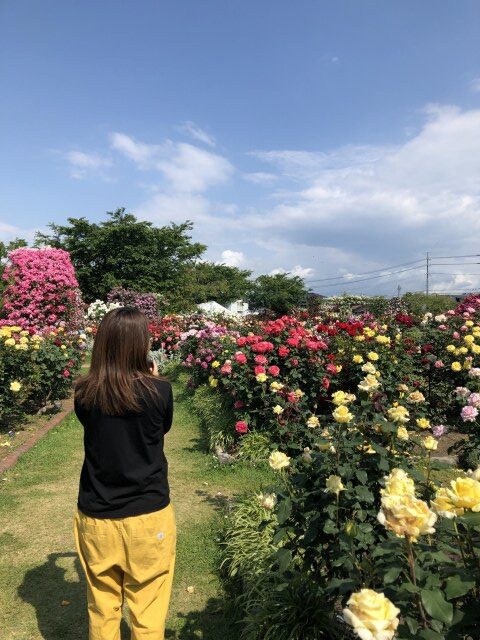 中野市一本木公園　バラが咲き乱れます