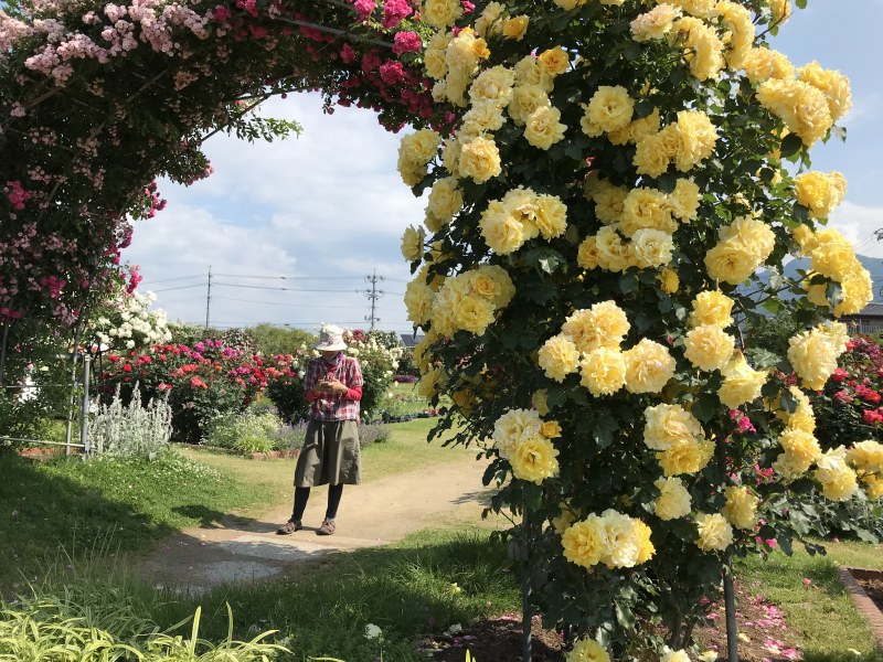 中野市一本木公園　バラが咲き乱れます